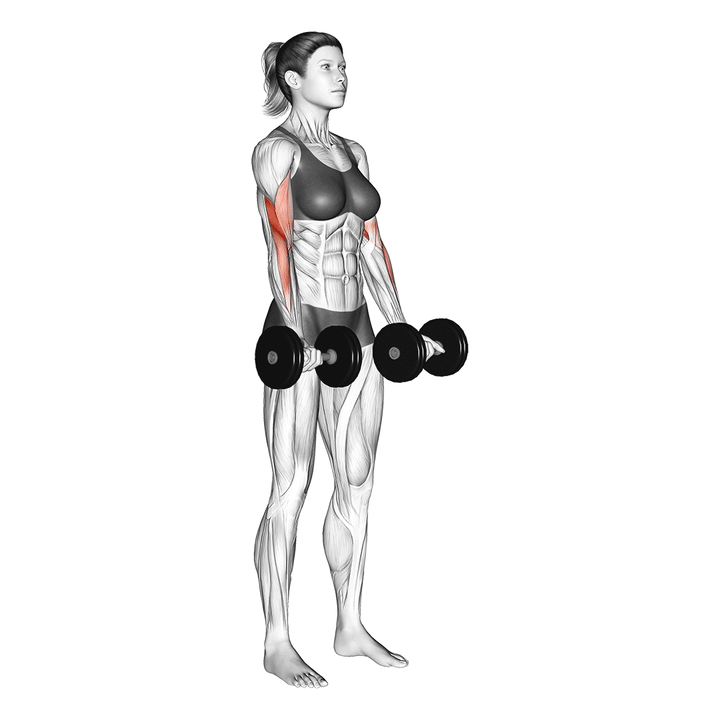 Animatie van de bicep curl, uitgevoerd door een vrouw