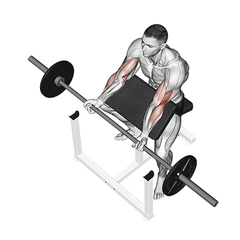 Preacher curl