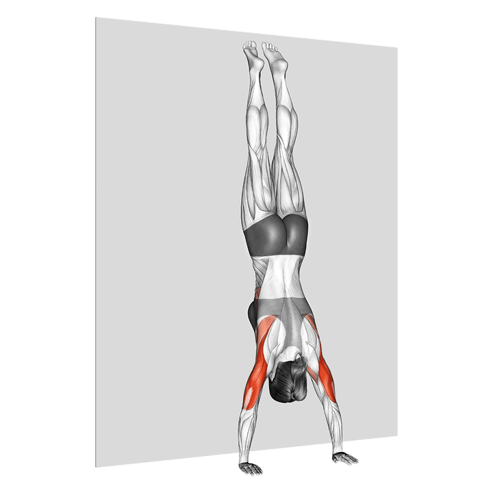 Animatie van de handstand push-up, uitgevoerd door een vrouw