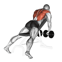 Chest-supported dumbbell row